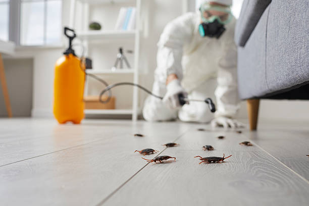 Trusted Termite Control service in New Rochelle, NY - Nex Pest Control